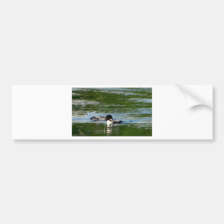 Common Loon Bumper Sticker