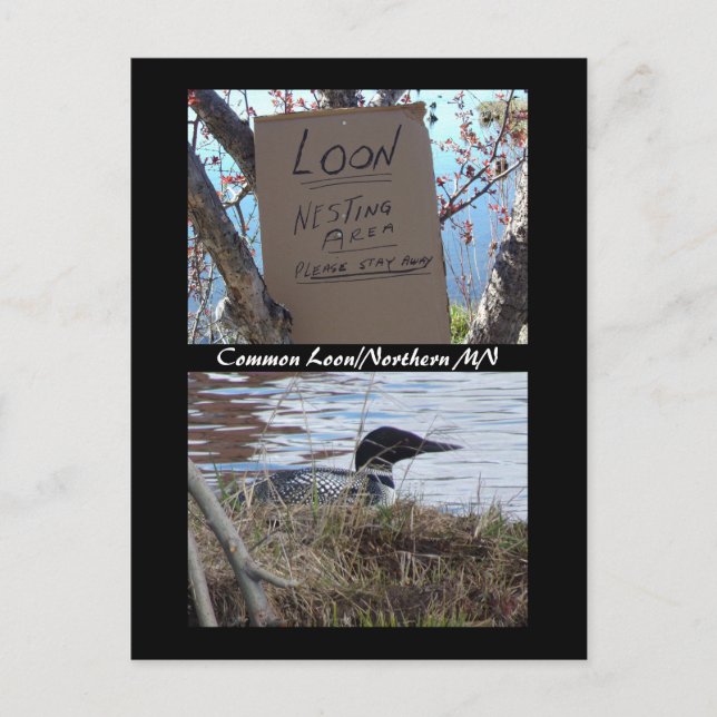 Common Loon Nesting Postcard (Front)
