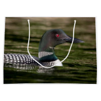 Common Loon on Jabe Pond