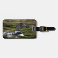 Common Loon on Jabe Pond