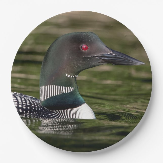 Common Loon on Jabe Pond Paper Plate (Front)