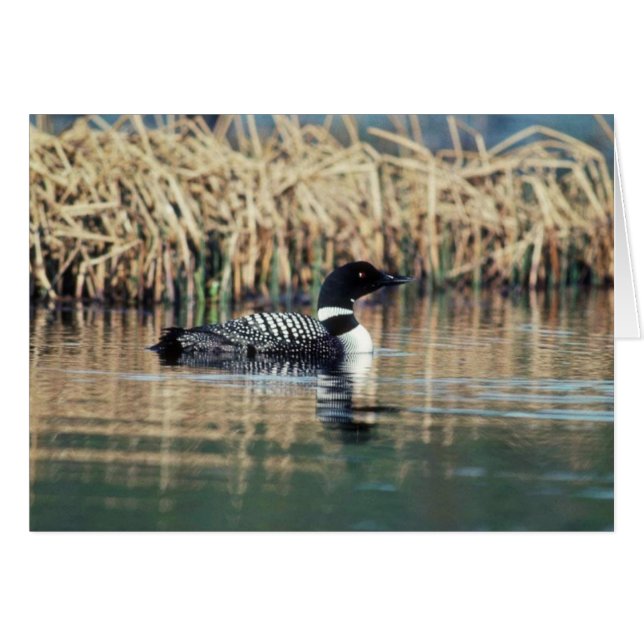 Common Loon on Water (Front Horizontal)