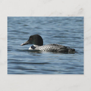 Common Loon Postcard