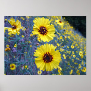 Common Madia Flowers at Sequoia National Park Poster