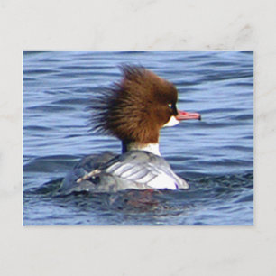 Common Merganser, With Its Magestic Crest Postcard
