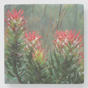 Common Mimetes (Mimetes Cucullatus) Stone Coaster