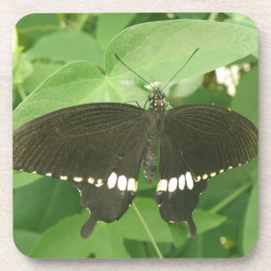 Common Mormon Butterfly Cork Coaster