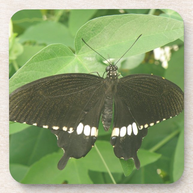 Common Mormon Butterfly Cork Coaster (Front)