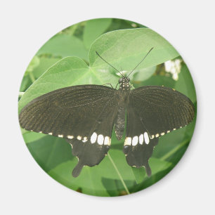 Common Mormon Butterfly Magnet