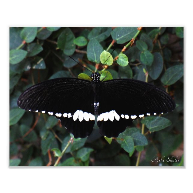 Common Mormon Butterfly Photo Print (Front)
