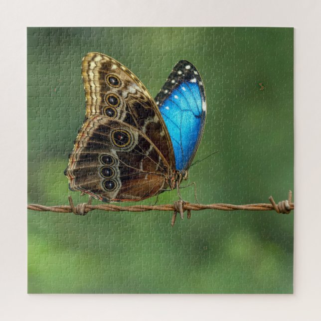 Common Morpho Butterfly on Barbed Wire Jigsaw Puzzle (Vertical)