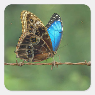 Common Morpho Butterfly on Barbed Wire Square Sticker