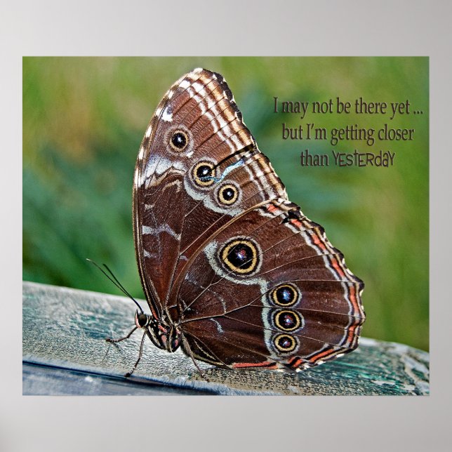 Common Morpho Butterfly Poster (Front)
