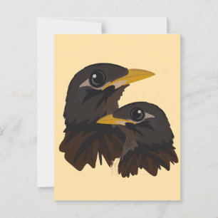 Common Myna Birds Postcard