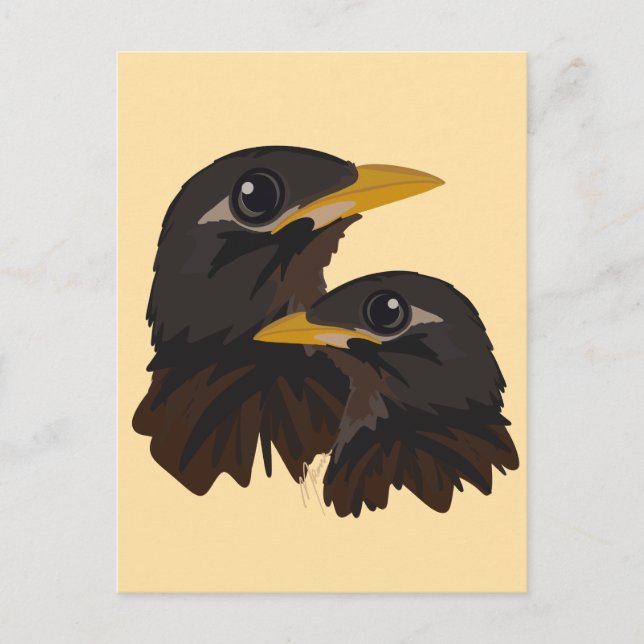 Common Myna Birds Postcard (Front)