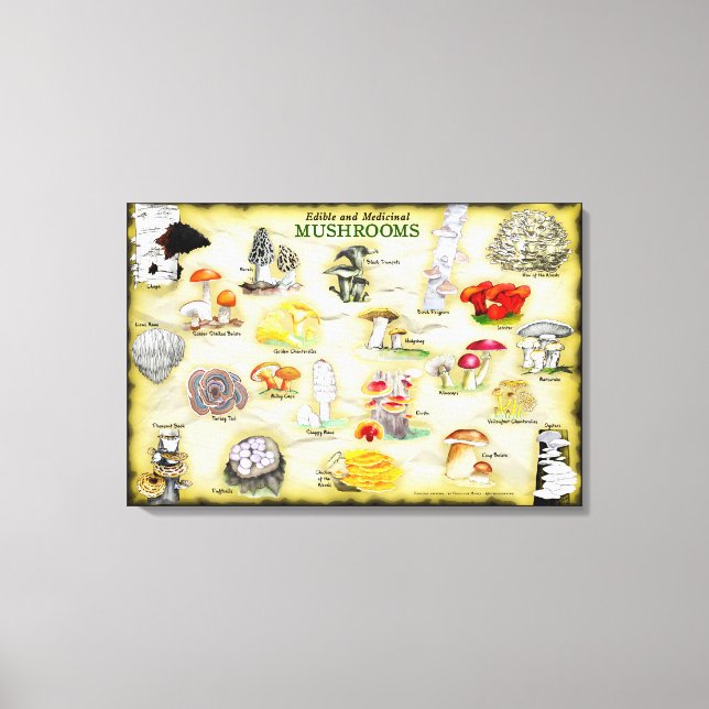 Common Names Canvas 30x20 Mushrooms  Print (Front)