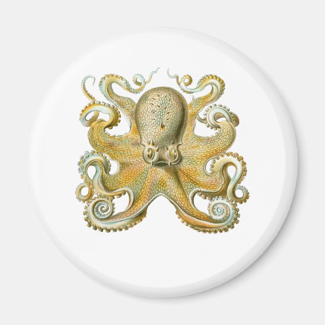 Common Octopus Magnet (Front)