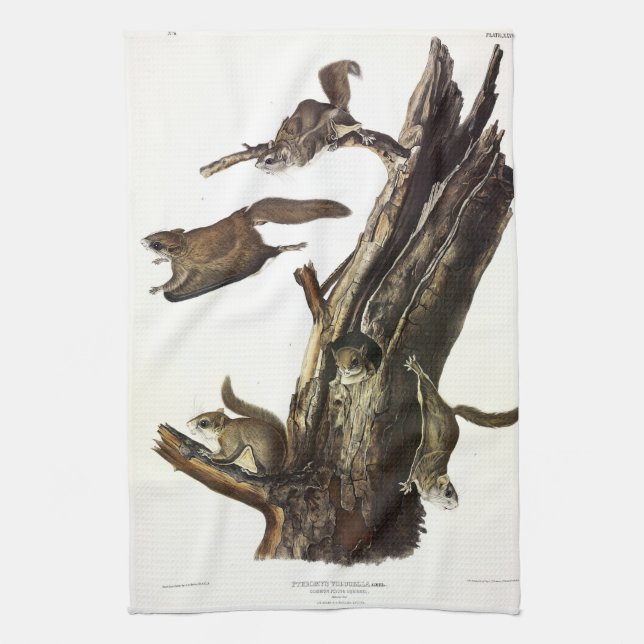 Common or Southern Flying Squirrel, or The Assapan Tea Towel (Vertical)