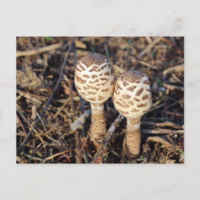 Common parasol mushrooms postcard (Front)