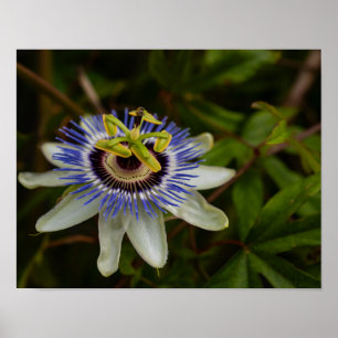 Common Passion Flower Poster