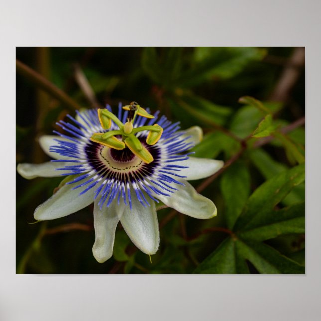 Common Passion Flower Poster (Front)