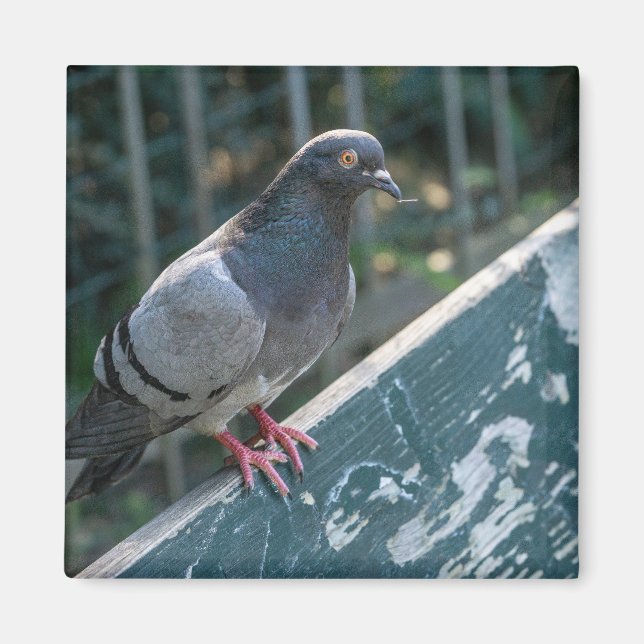 Common Pigeon Perched on a Wooden Bench in the Par Magnet (Front)