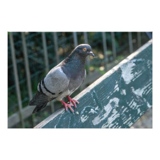 Common Pigeon Perched on a Wooden Bench in the Par Photo Print