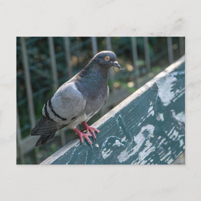 Common Pigeon Perched on a Wooden Bench in the Par Postcard (Front)