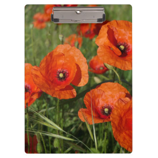 Common Poppies  Clipboard
