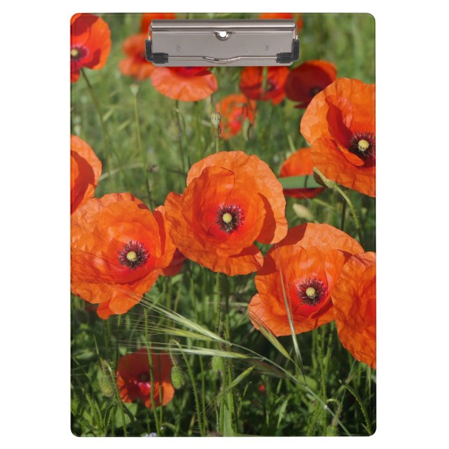 Common Poppies  Clipboard (Front)