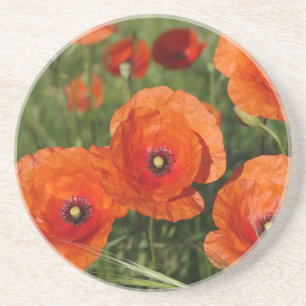 Common Poppies Coaster
