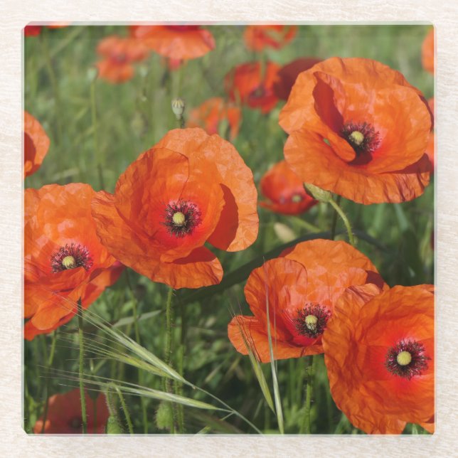 Common Poppies  Glass Coaster (Front)