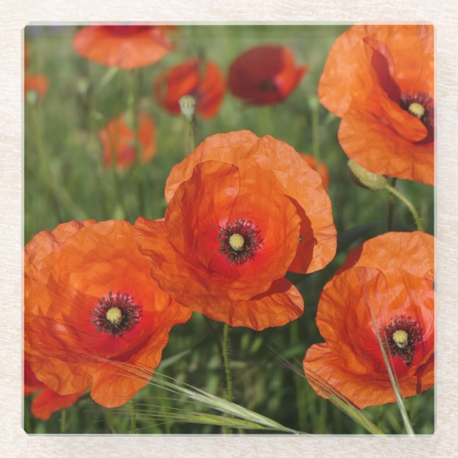 Common Poppies  Glass Coaster (Front)