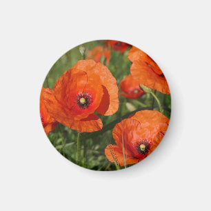 Common Poppies Magnet