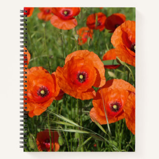 Common Poppies  Notebook