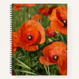 Common Poppies  Notebook