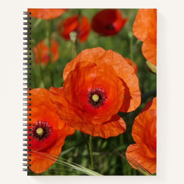 Common Poppies  Notebook (Front)