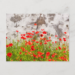 Common poppies postcard