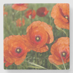 Common Poppies Stone Coaster