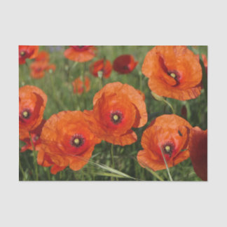 Common Poppies Tissue Paper