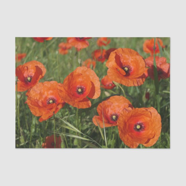 Common Poppies  Tissue Paper (Front)