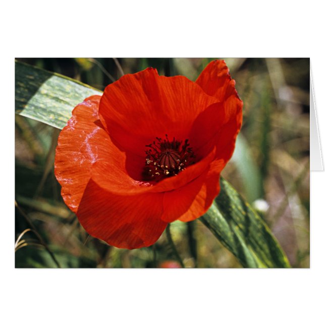 Common Poppy (Front Horizontal)