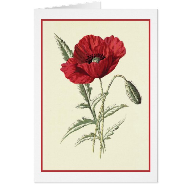"Common Poppy" Botanical Illustration (Front)