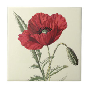 "Common Poppy" Botanical Illustration Tile