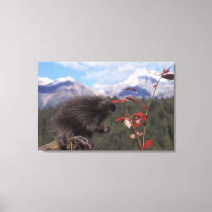 Common porcupine feeding on high brush cranberry canvas print