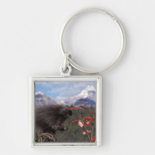 Common porcupine feeding on high brush cranberry key ring