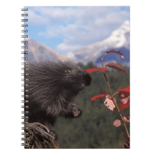 Common porcupine feeding on high brush cranberry spiral notebook