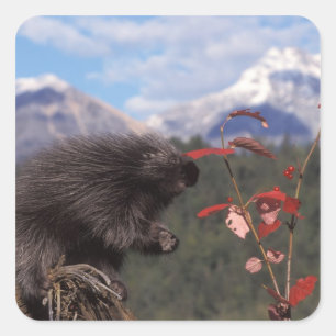 Common porcupine feeding on high brush cranberry square sticker