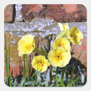 Common Primrose  Square Sticker