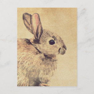 Common Rabbit Watercolour Sketch Postcard